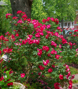 Red Knock Out® Rose