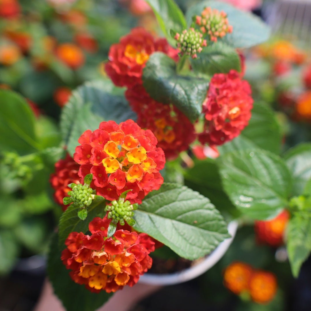 Red Lantana Plants for Sale | Garden Goods Direct Red Lantana Plants for Sale | Garden Goods Direct