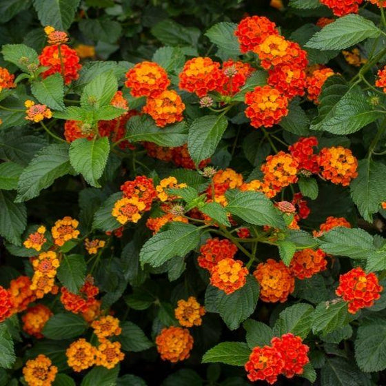 Bandana Red Lantana range flowers and green foliage
