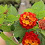 close up of vibrant  Red Lantana orange flowers
