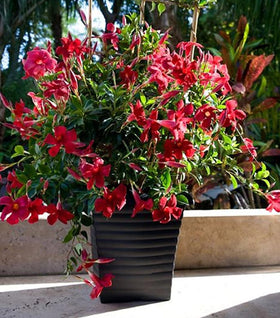 Red Mandevilla