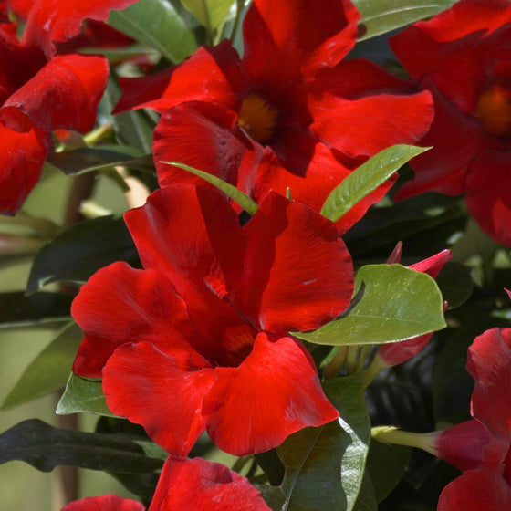 close up of giant red mandevilla blooms tropical patio plant