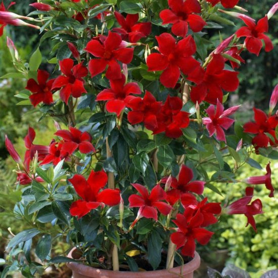 close up of giant red mandevilla blooms tropical patio plant