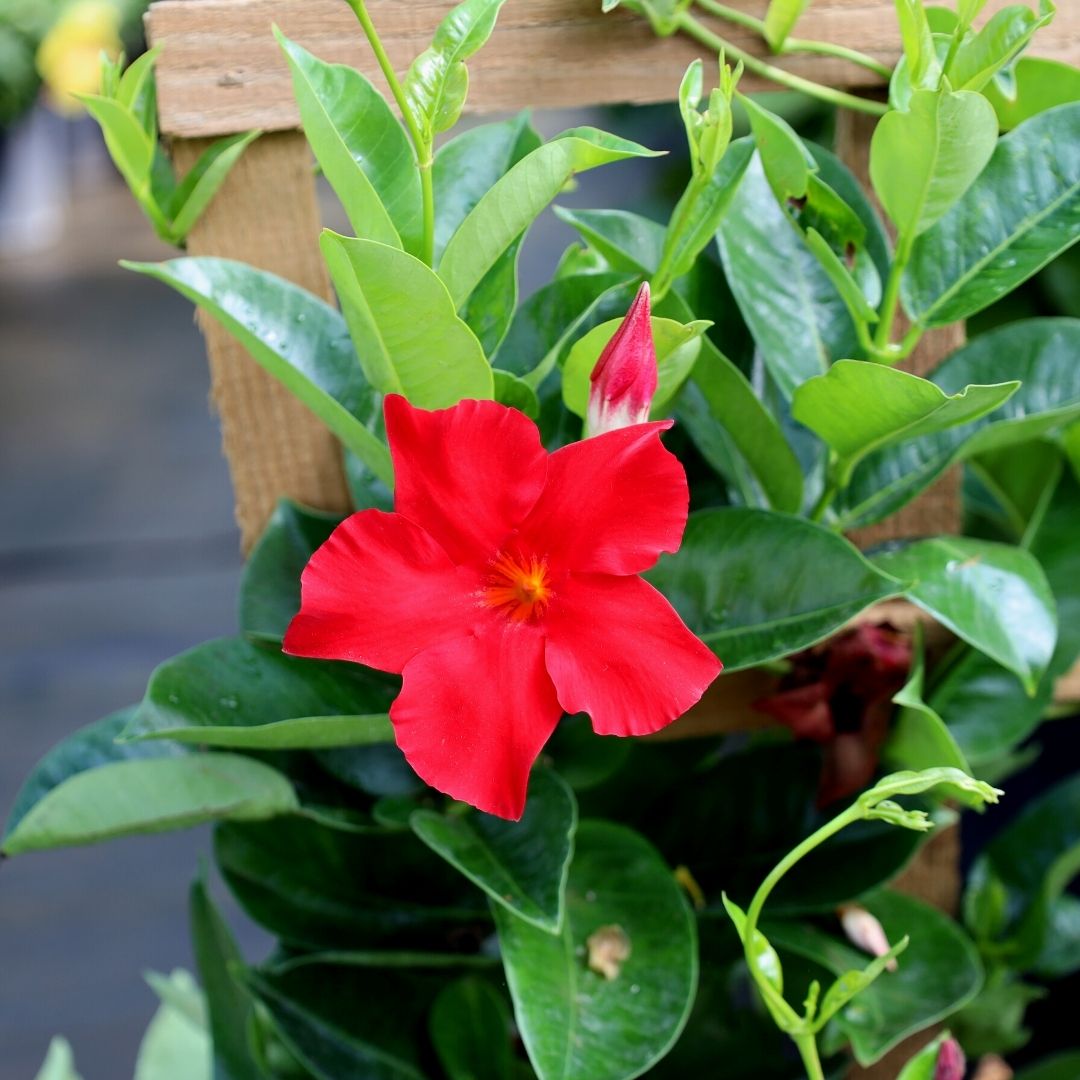 Where To Buy Mandevilla Plants