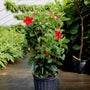 Mandevilla tropical climbing vine with red trumpet-shaped blooms and blue-green foliage