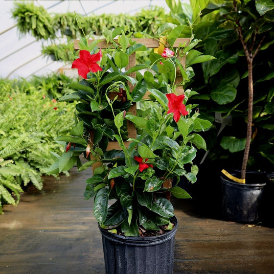 Mandevilla tropical climbing vine with red trumpet-shaped blooms and blue-green foliage