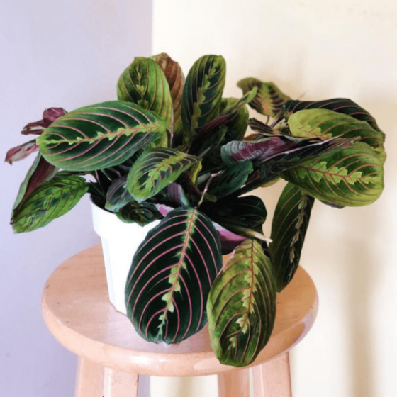 Red Prayer Plants have  beautiful decorative oval leaves with dark green and red veins