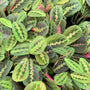 Vibrant Red Prayer Plants