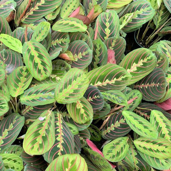 Vibrant Red Prayer Plants