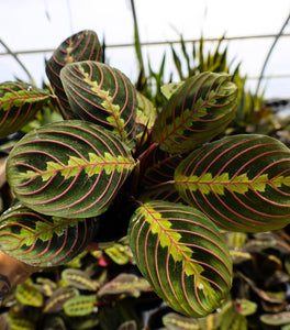 Red Maranta