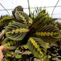 red maranta houseplant