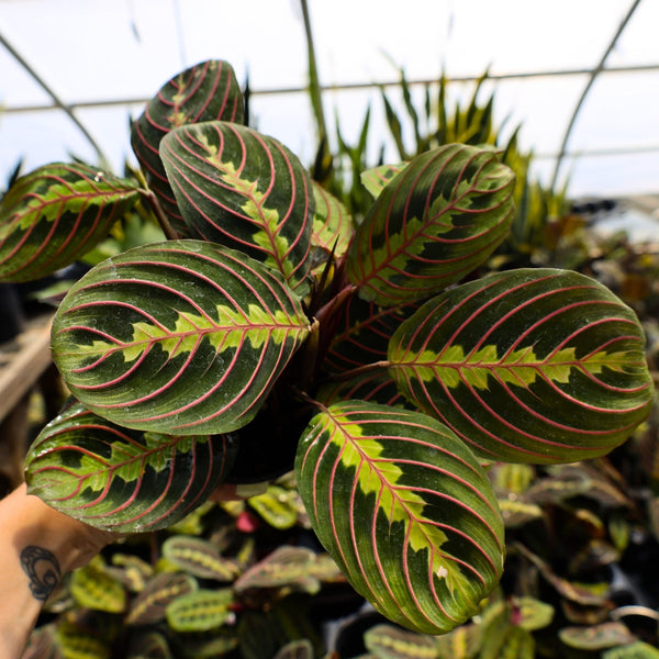 red prayer plant name Buy Red Maranta Online | Prayer Plant