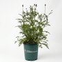 A potted ornamental plant with green foliage and dark purple flower buds, in a dark green nursery pot labeled 'Wildflower Garden Goods', photographed against a clean white background.