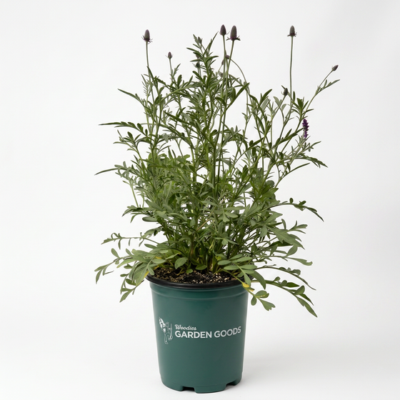 A potted ornamental plant with green foliage and dark purple flower buds, in a dark green nursery pot labeled 'Wildflower Garden Goods', photographed against a clean white background.