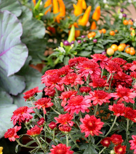 Red Mums