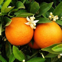 Red Navel Orange Trees produce large fruit