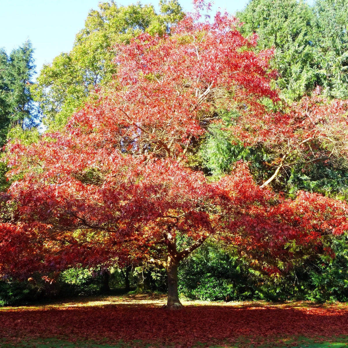 red oak house plant Red Oak Tree for Sale