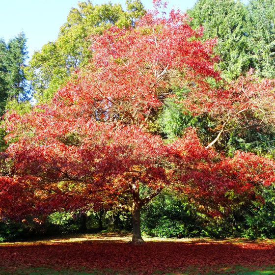 red oak indoor plant Red Oak Tree for Sale
