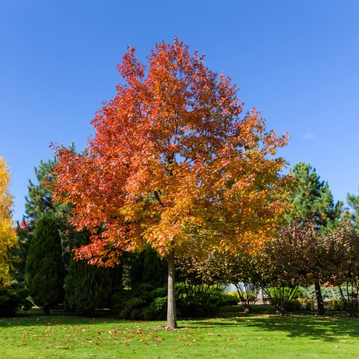 Red Oak Tree for Sale | Fast-Growing Native Shade Oak