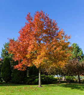 Red Oak Tree