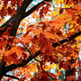 Red Oak Tree