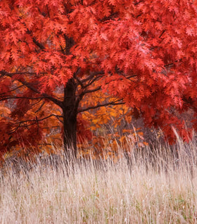 Red Oak Tree