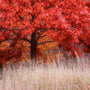 red oak tree fall foliage