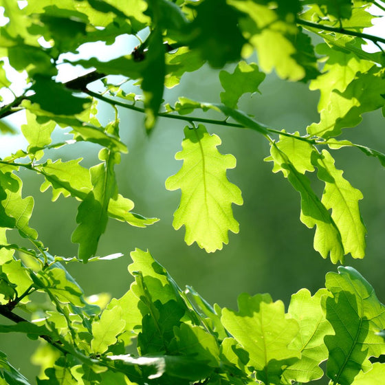 red oak tree green foliage in spring 