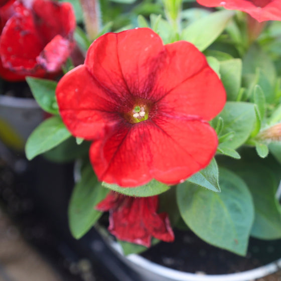 close up of bright red petunia in bloom