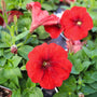 close up of bright red petunia in bloom