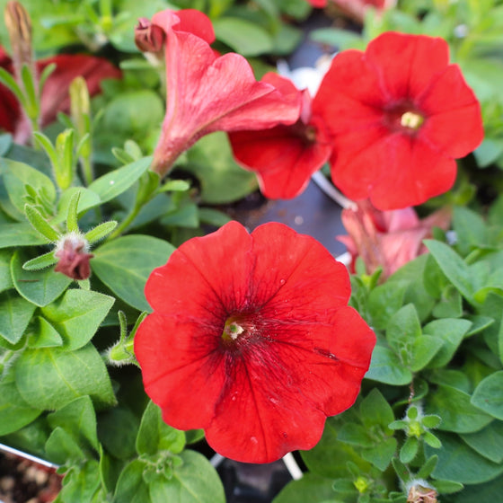 close up of bright red petunia in bloom