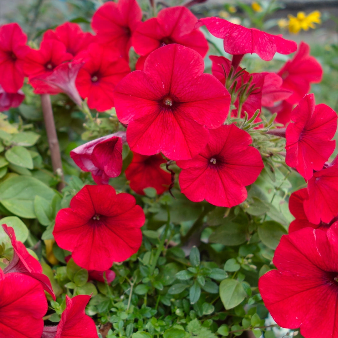 petunia indoor plant Red Petunia