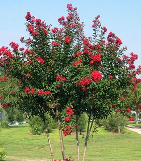 Red Rocket Crape Myrtle