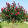 red rocket crape myrtle tree with multiple trunks and red flower clusters