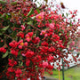 a close look at the red ruffled flowers on red rocket crape myrtle tree