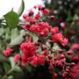 close up on the red buds and ruffled flowers of the red rocket crape myrtle tree