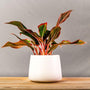Red Siam Aglaonema Plant in a simple white freestanding pot
