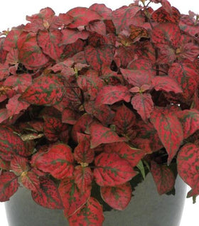 Red Splash Polka Dot Plants