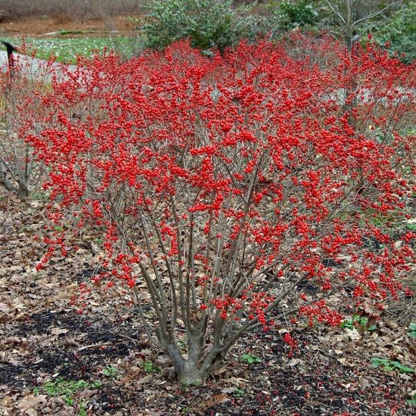 Red Sprite™ Winterberry Holly