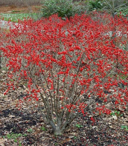 Red Sprite Winterberry Holly