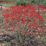 Red sprite winterberry with bright red holly berries