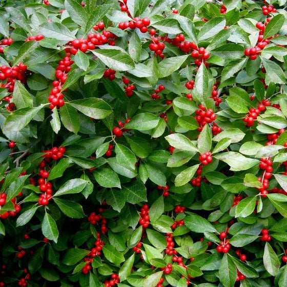 Red Sprite Winterberry loaded with fiery red berries combined with thick evergreen leaves