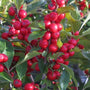 Close-up photo of the clusters of red berries on Red Sprite Winterberry