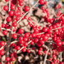 Beautiful ornamentel red berries on a winterberry red sprite holly