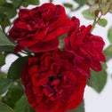 close up of red sunblaze miniature rose