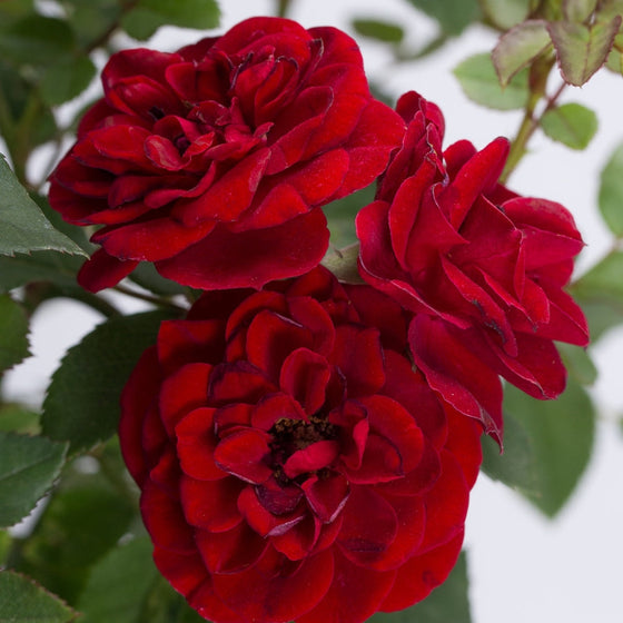 close up of red sunblaze miniature rose