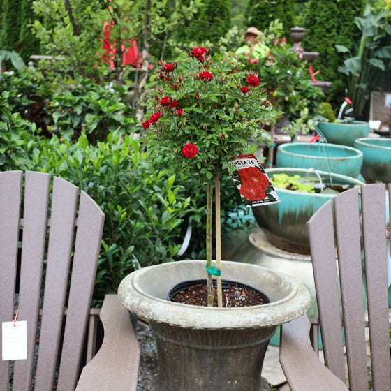 elegant crimson red rose tree