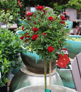 Red Sunblaze® Miniature Rose – Tree Form