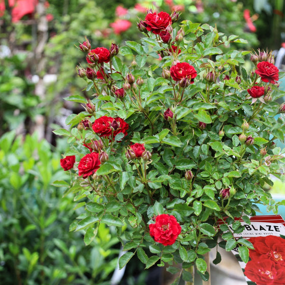 close up of sunblaze red rose tree