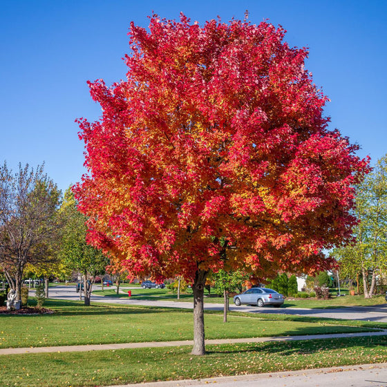 Red Sunset Maple Tree planted as a front yard shade tree with rounded canopy